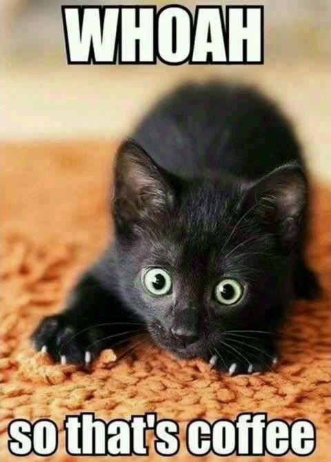 catcoffeememe